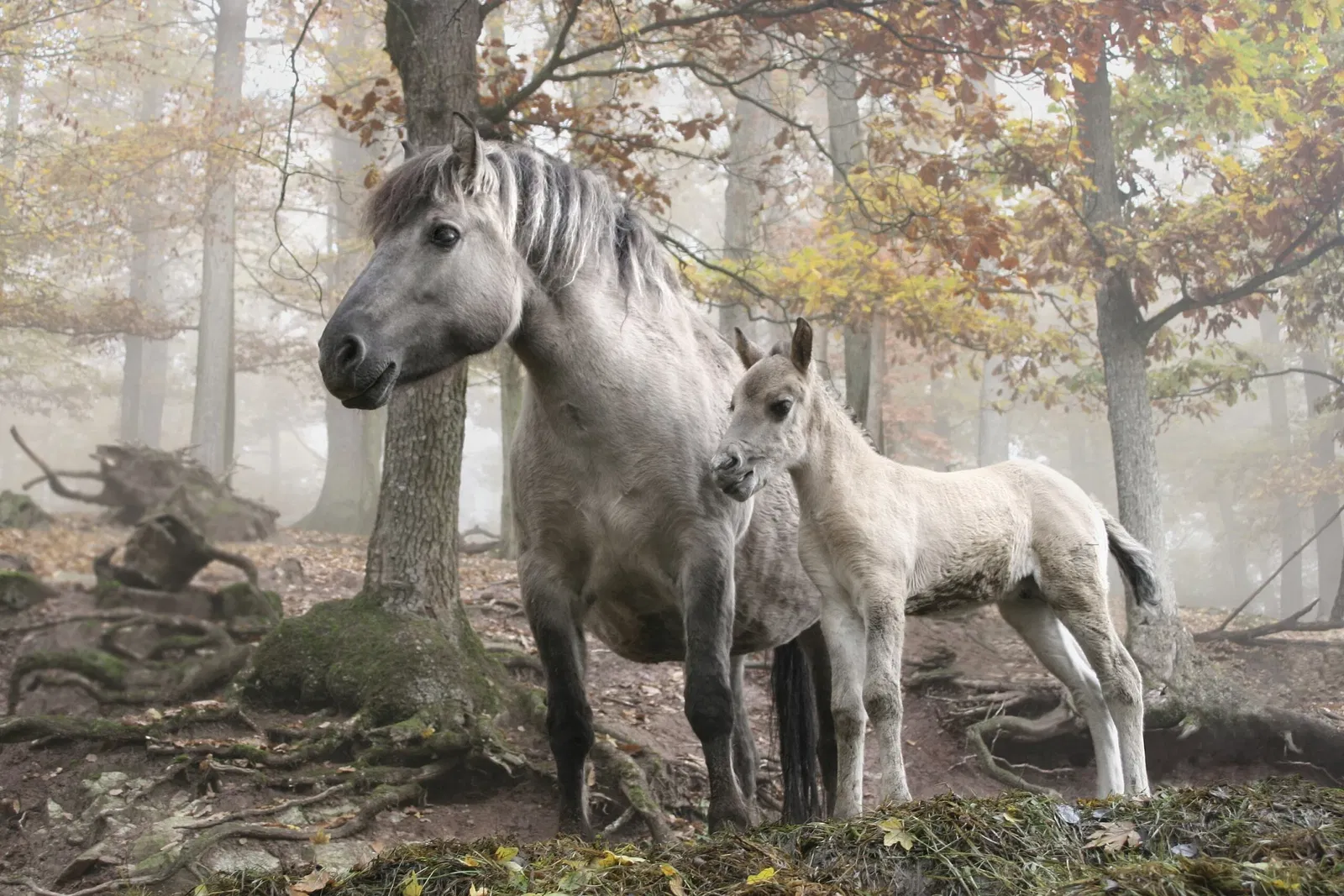 Wildparadies Tripsdrill