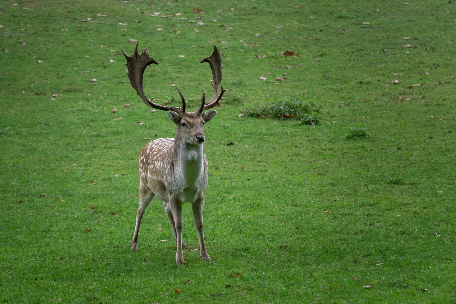 Wildparadies Tripsdrill