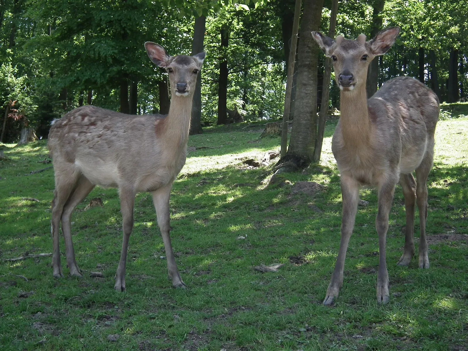 Wildparadies Tripsdrill