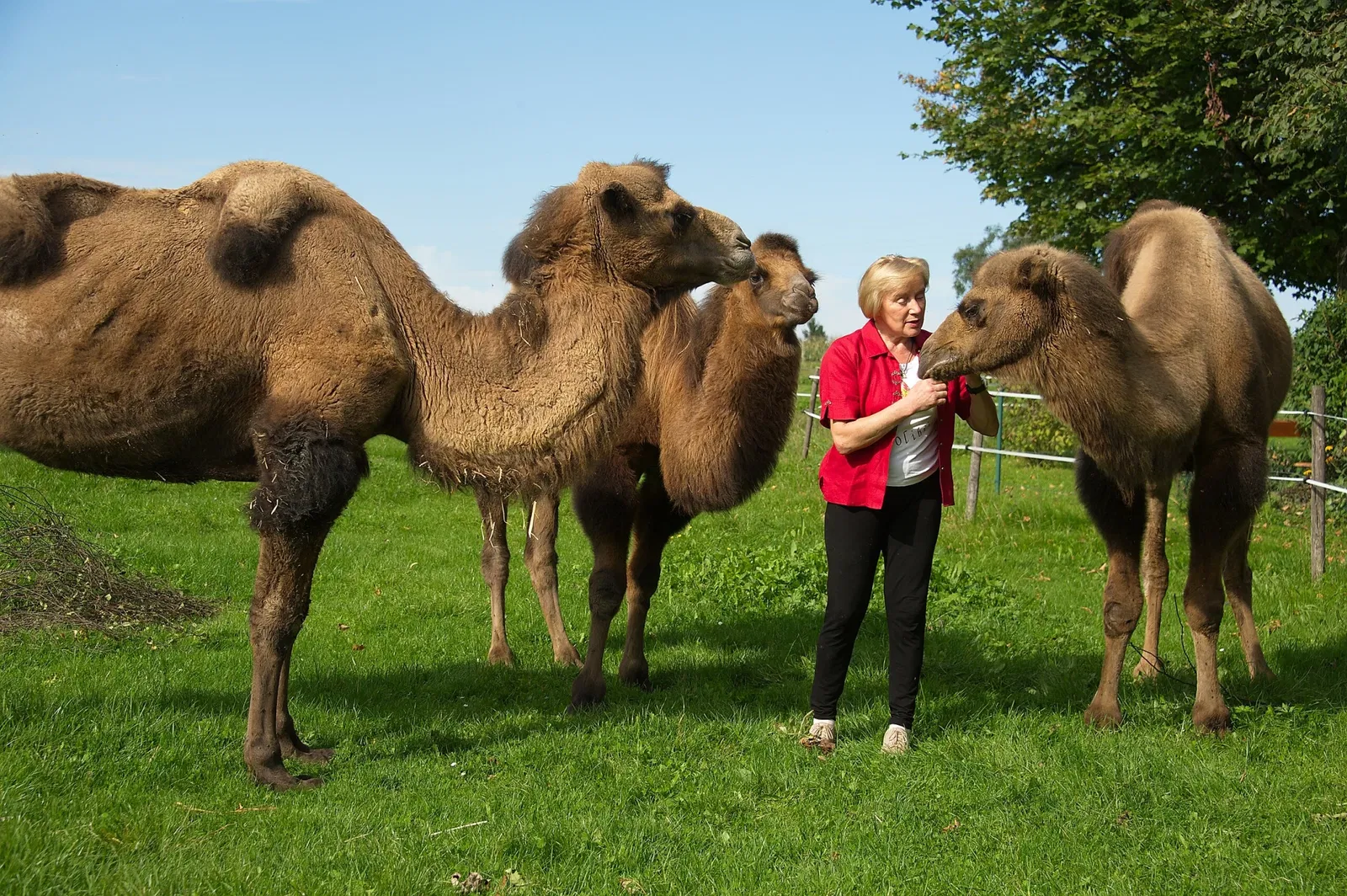 Tiergarten & Reiterhof Walding