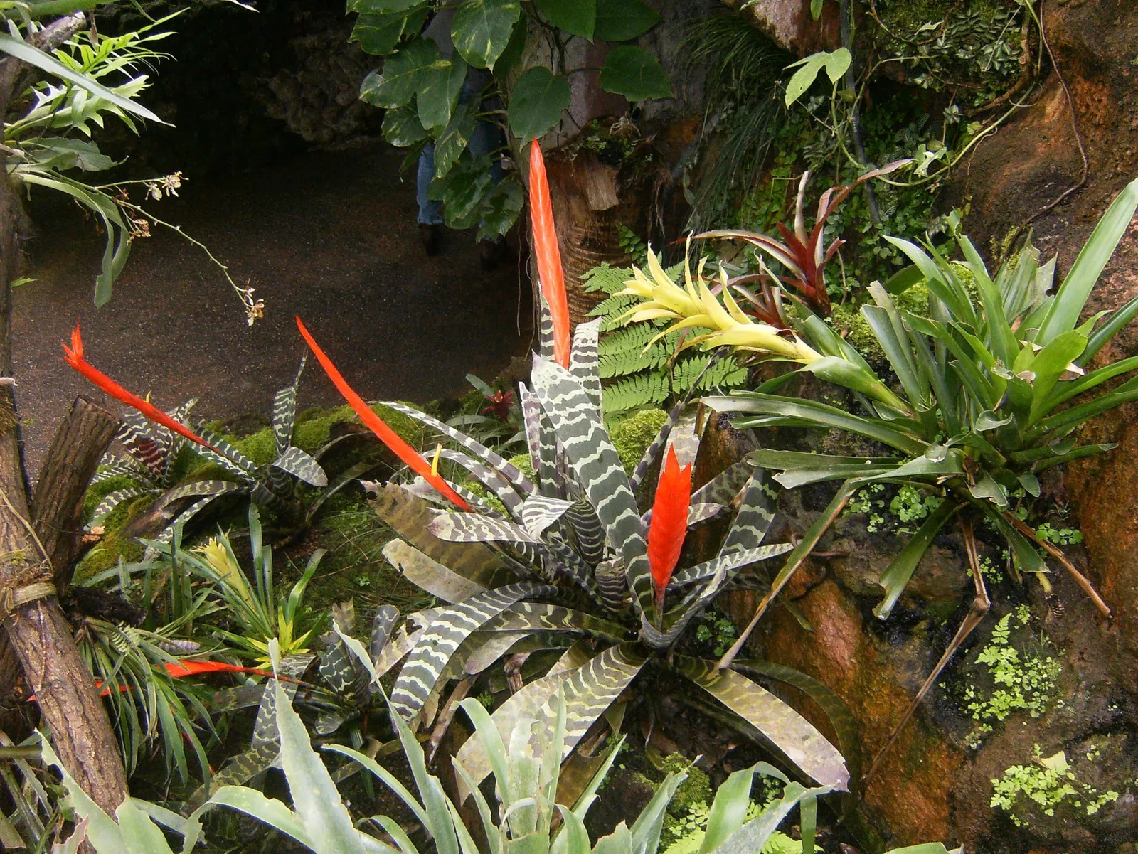 Papiliorama