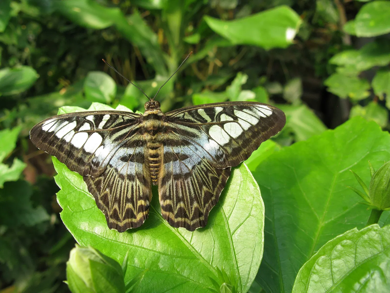Papiliorama