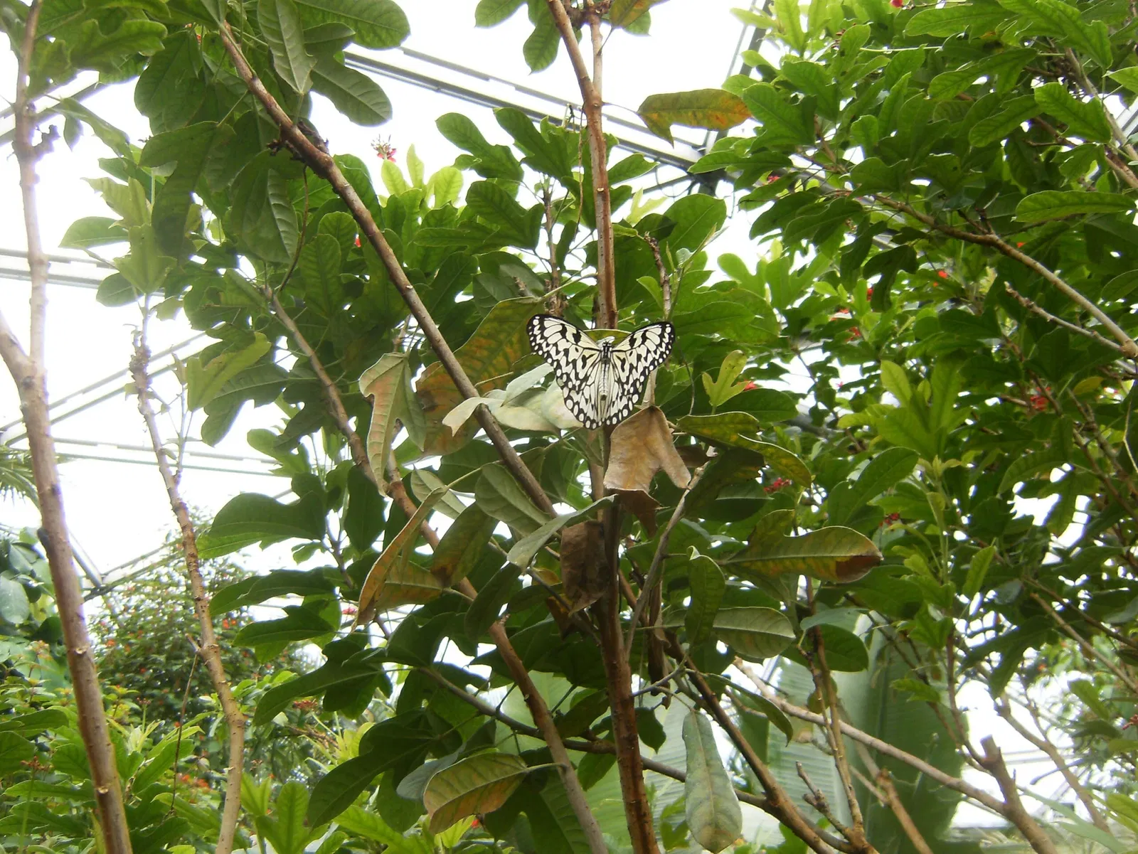 Papiliorama
