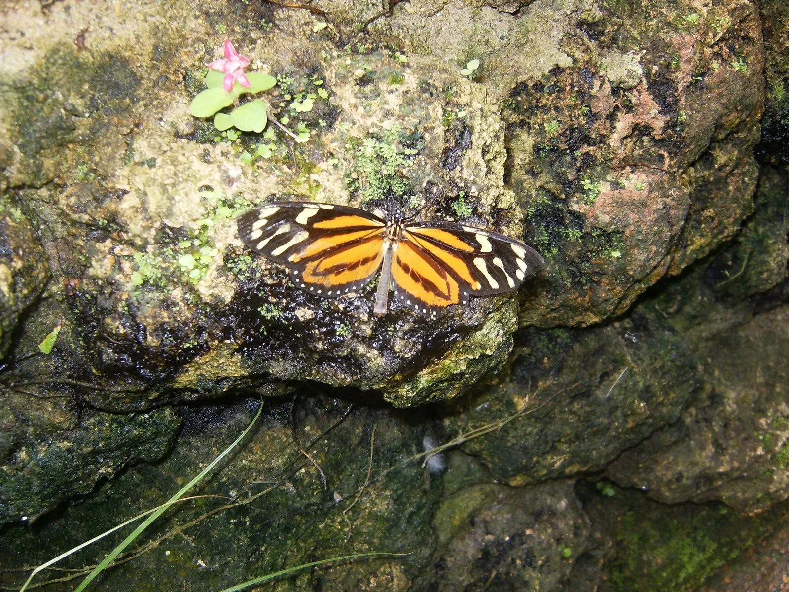 Papiliorama