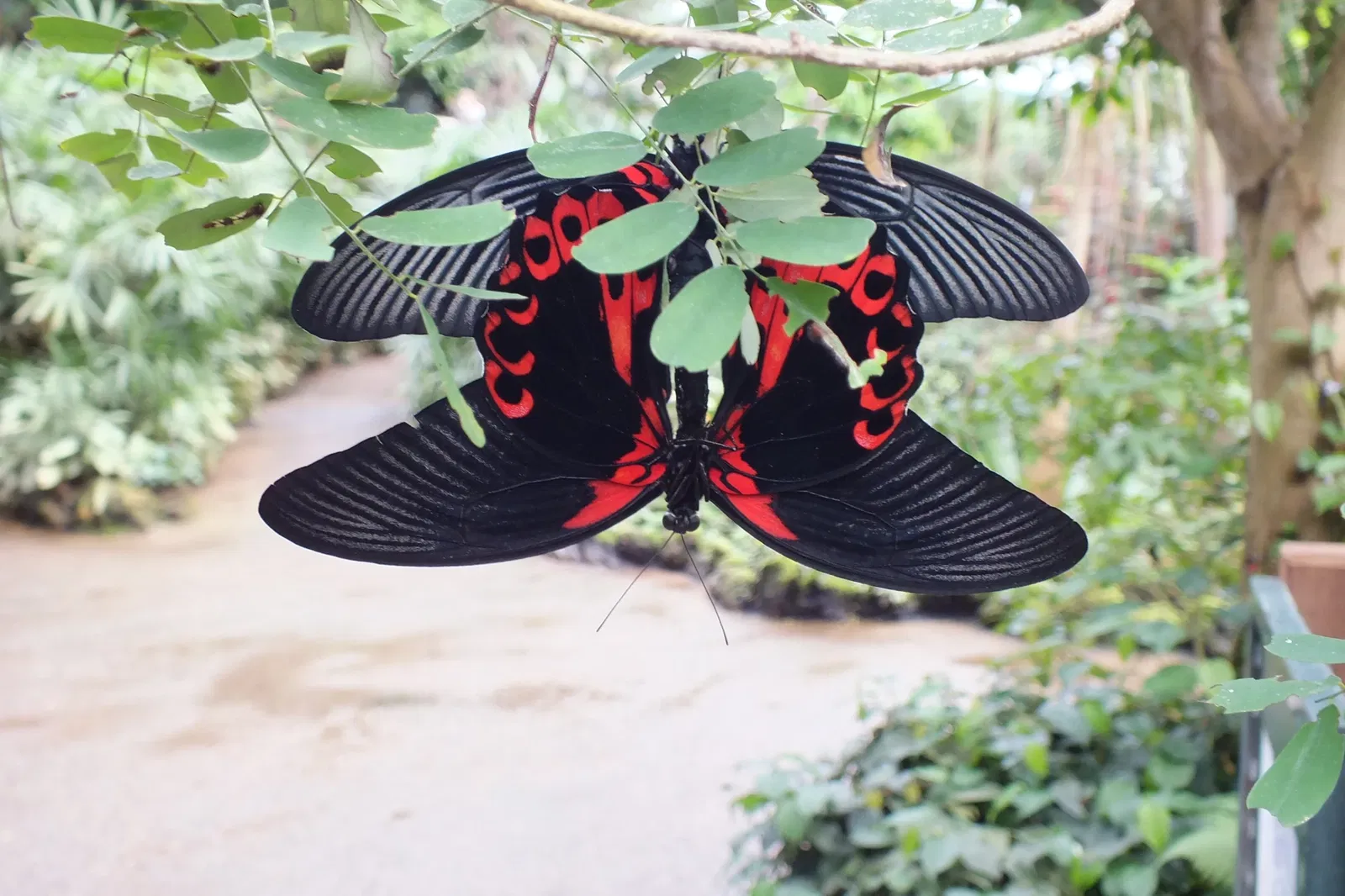 Papiliorama