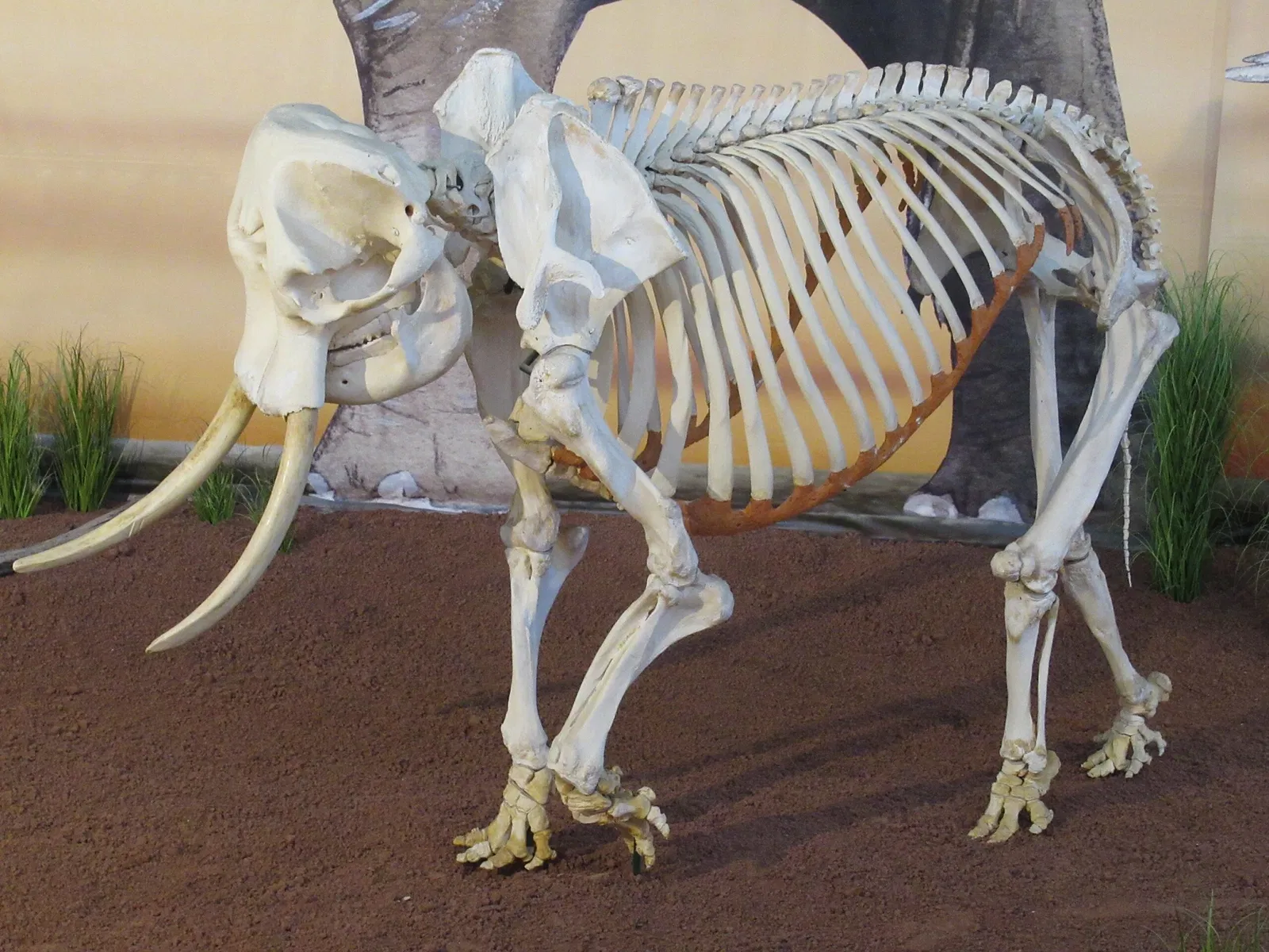 Phyletic Museum Jena