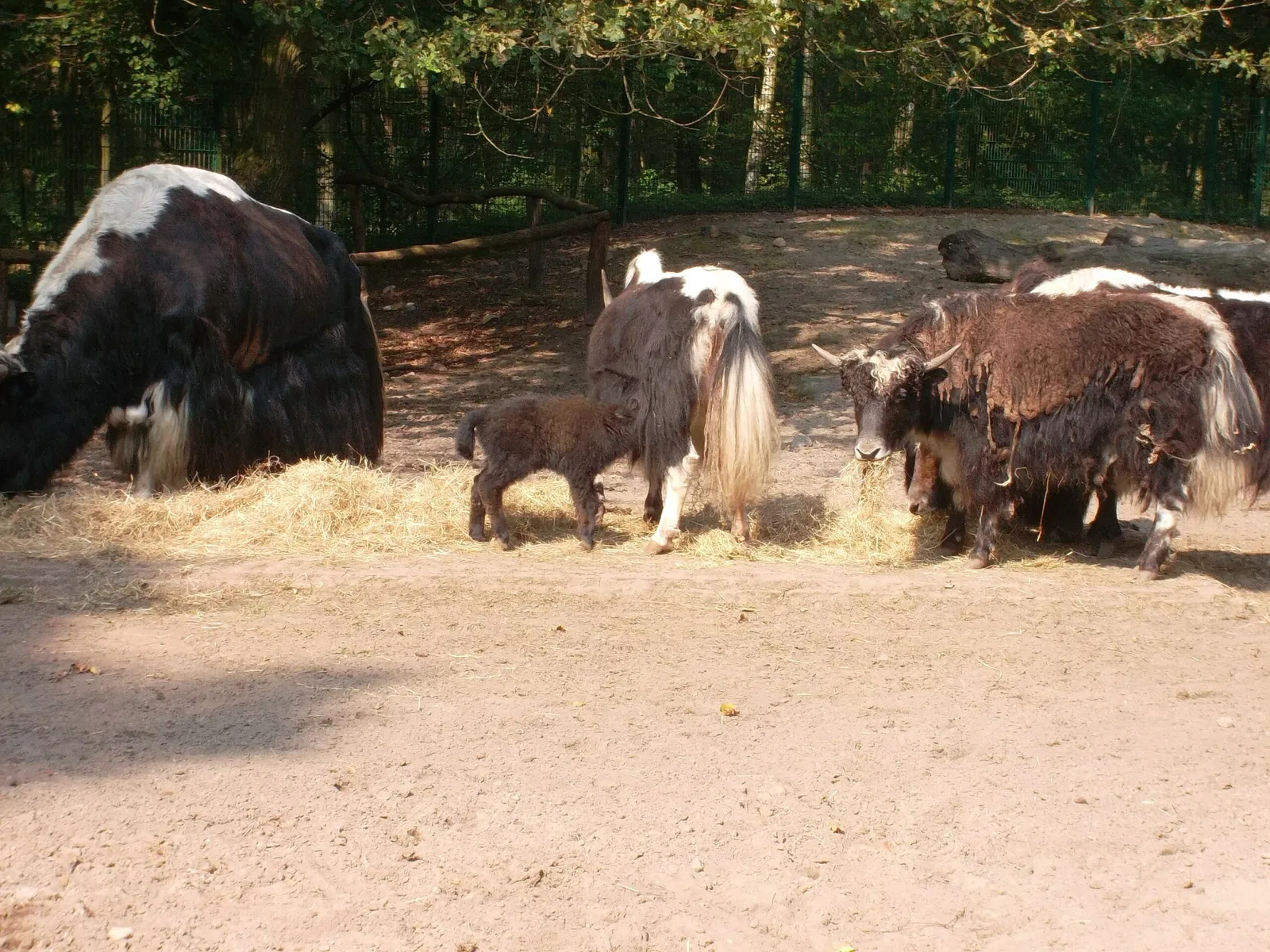 Cottbus Zoo