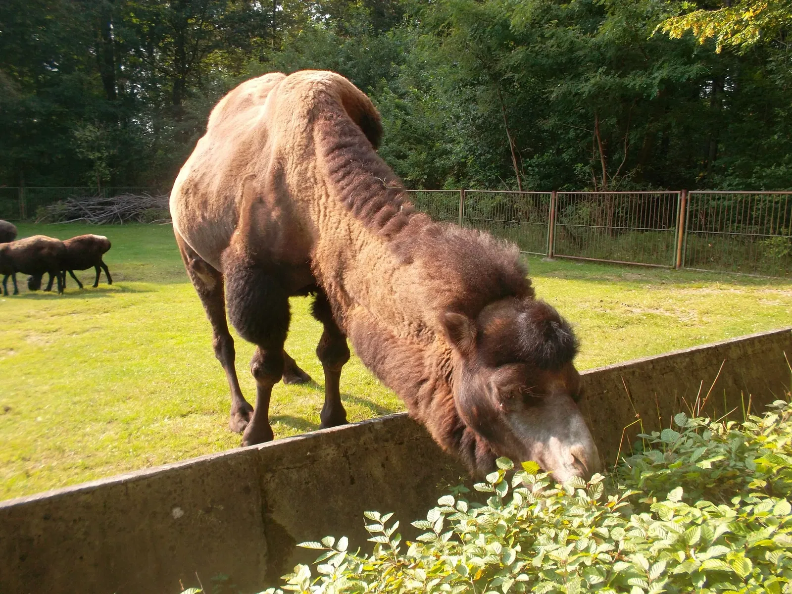 Tierpark Cottbus