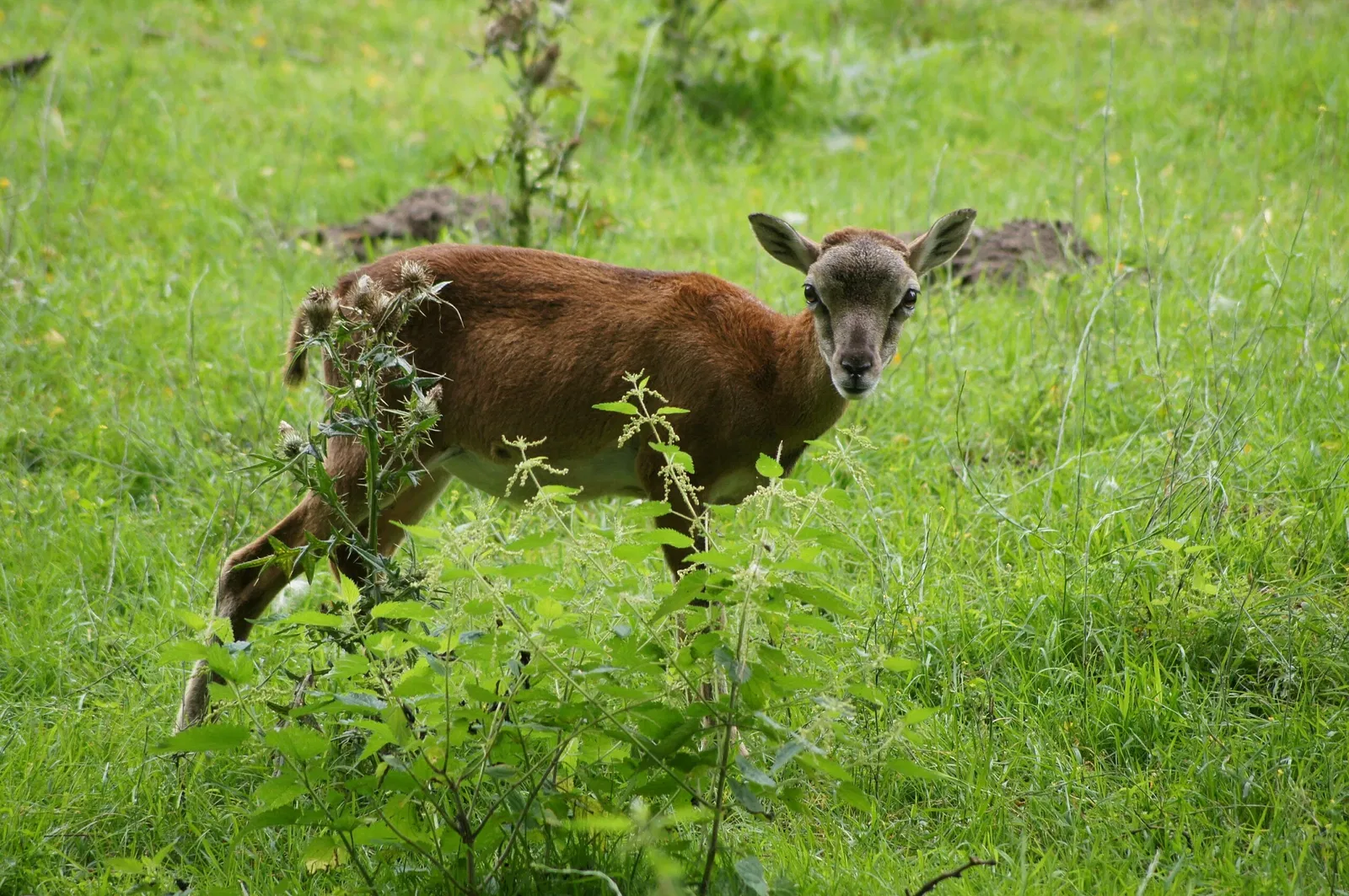 Wildpark Frankfurt (Oder)