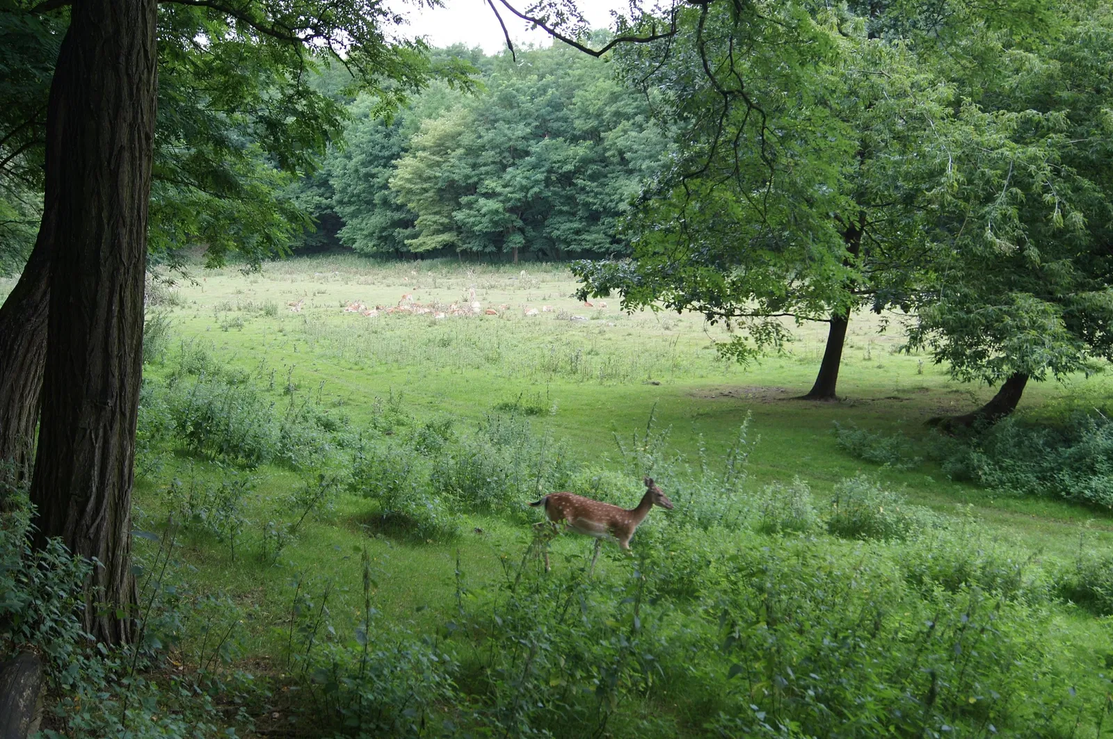 Wildpark Frankfurt (Oder)