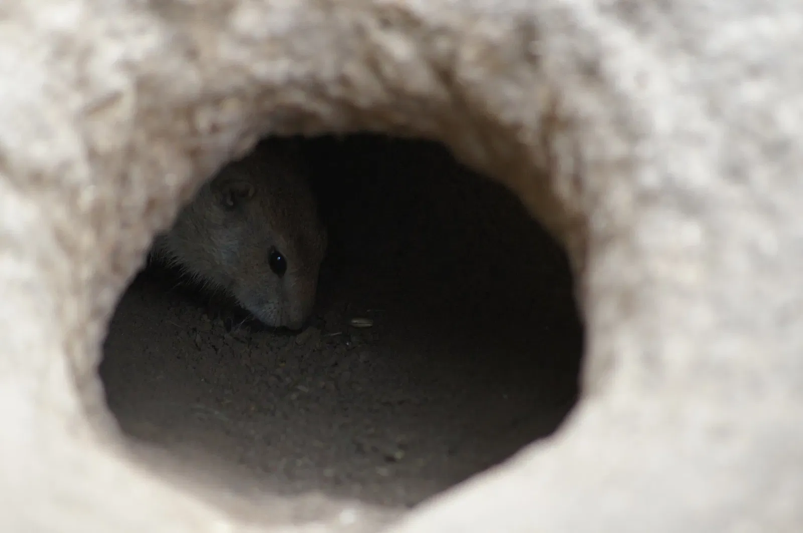 Wildpark Frankfurt (Oder)