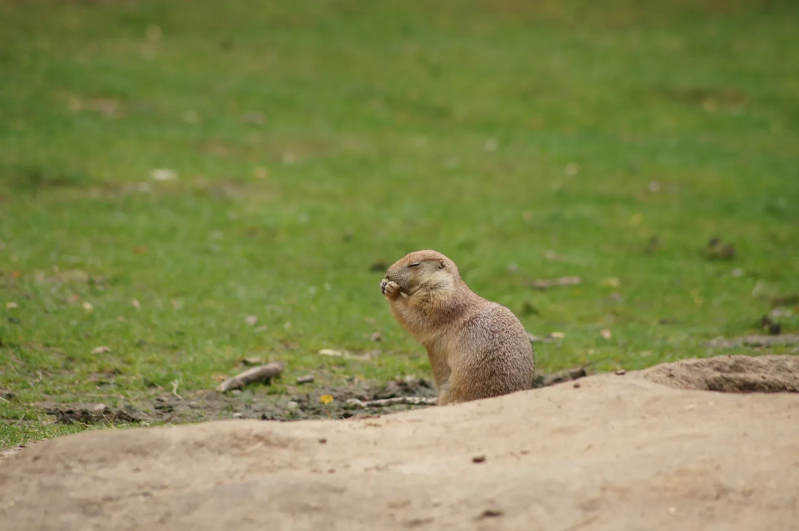 Wildpark Frankfurt (Oder)