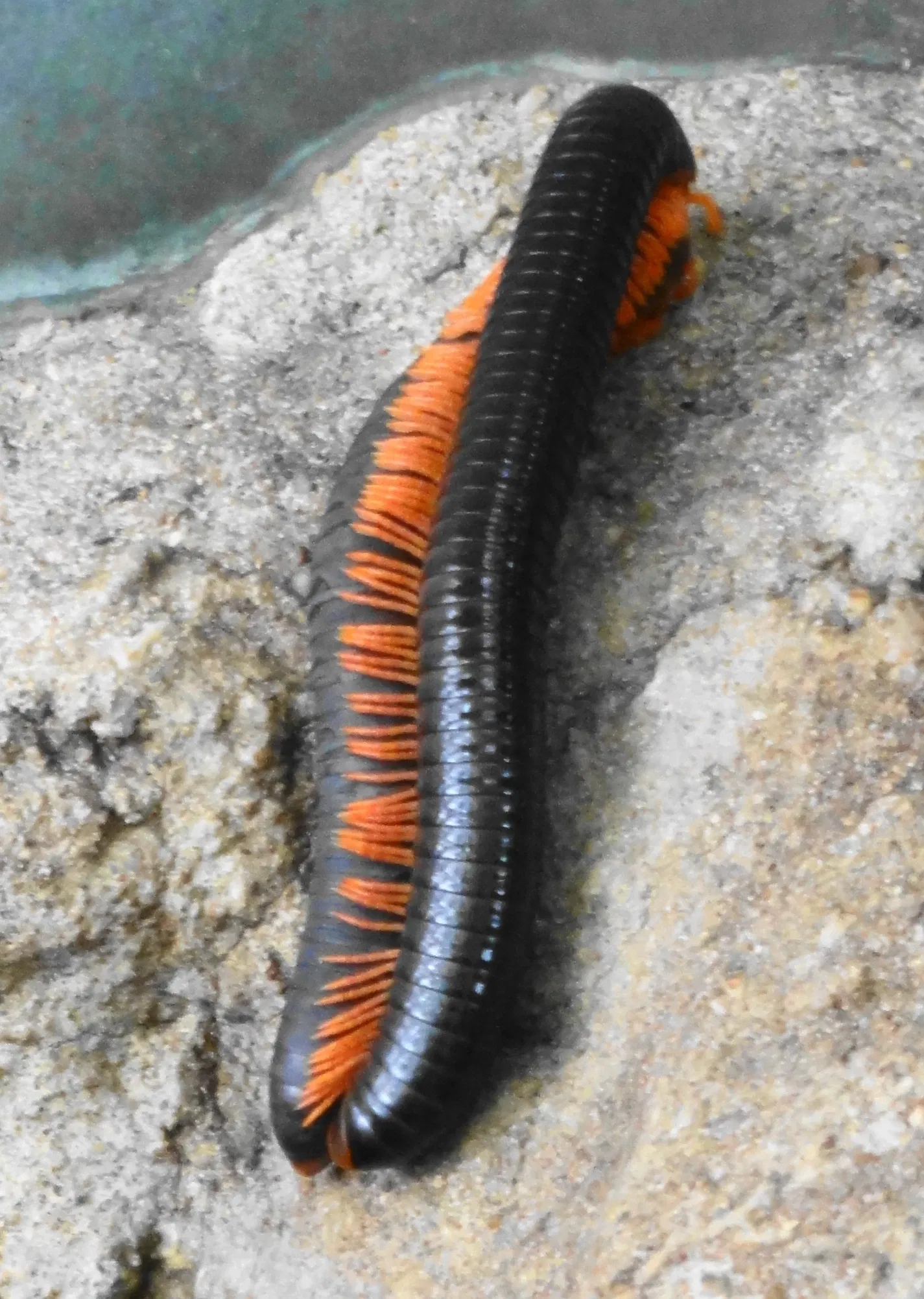 Frankfurt Zoological Garden