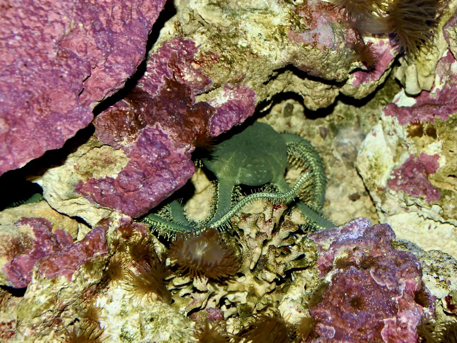 Zoo de Francfort-sur-le-Main