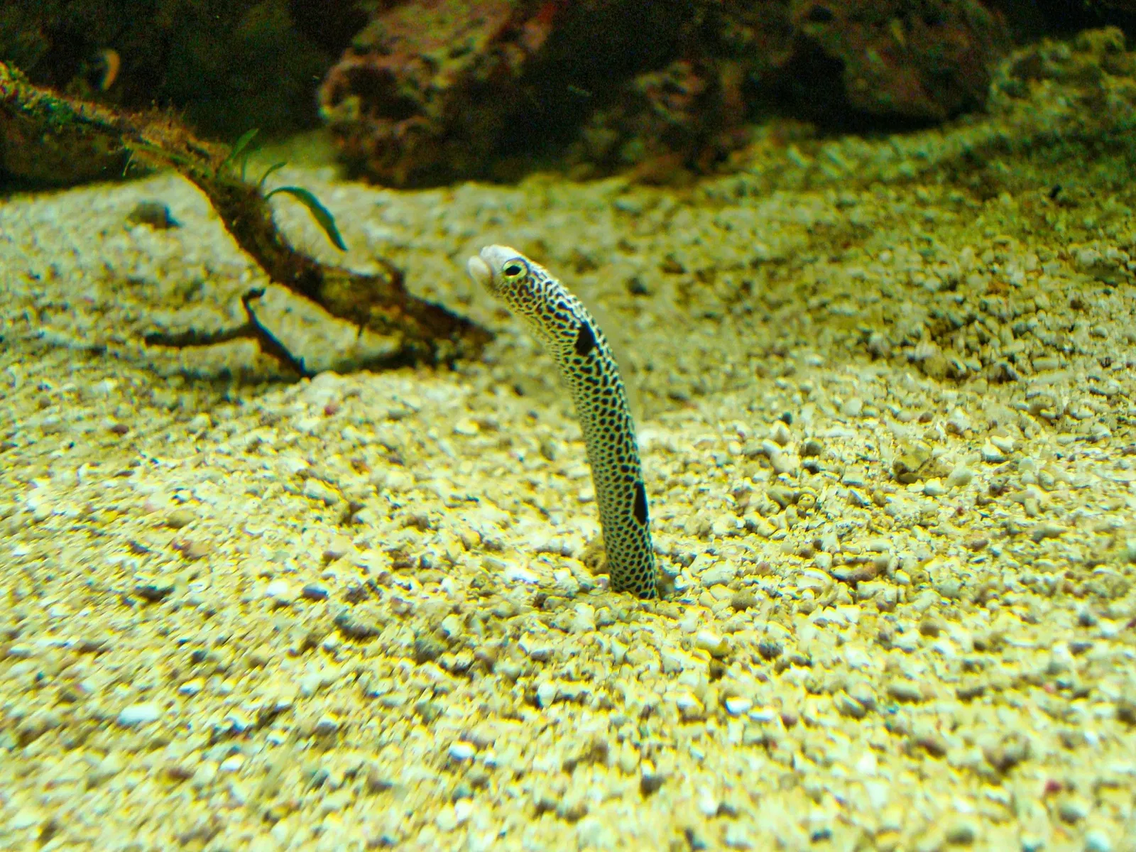 Zoo de Francfort-sur-le-Main