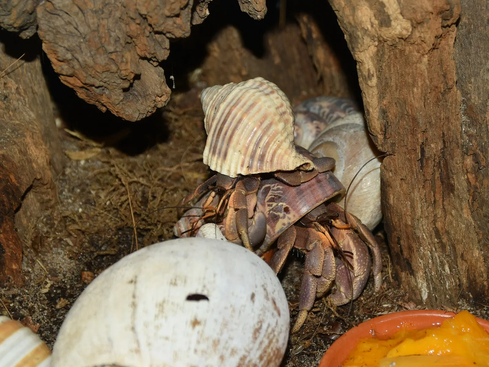 Zoo de Francfort-sur-le-Main