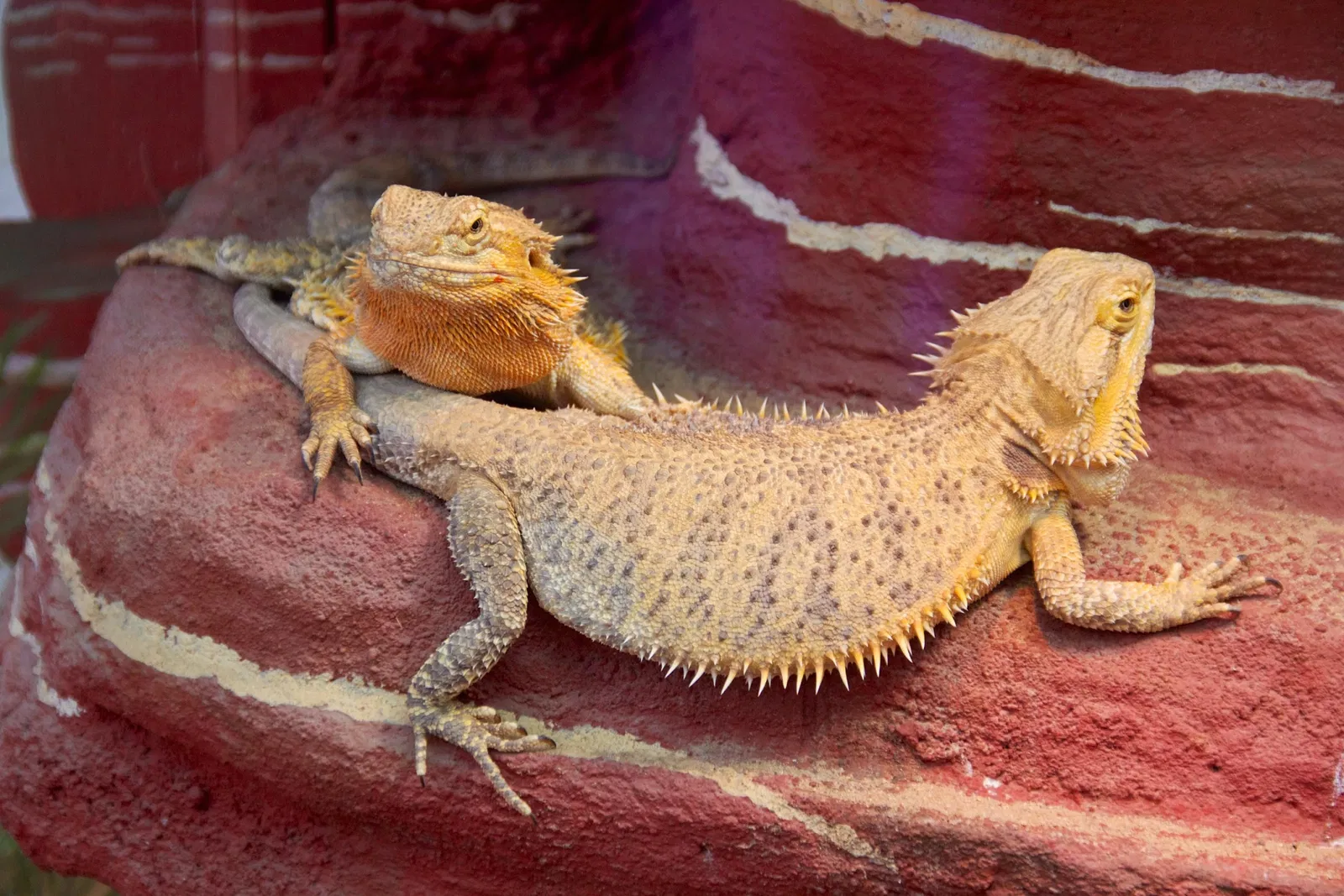 Zoo de Francfort-sur-le-Main