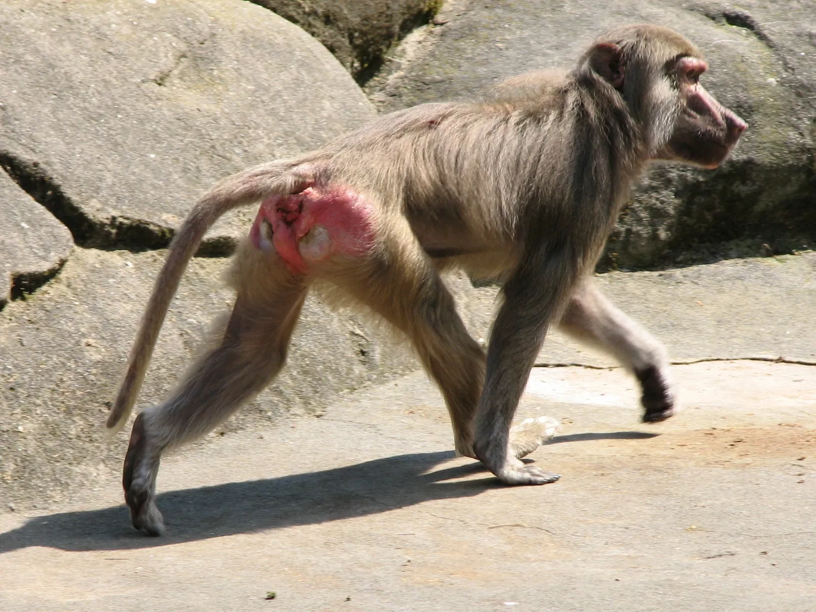 Frankfurt Zoological Garden