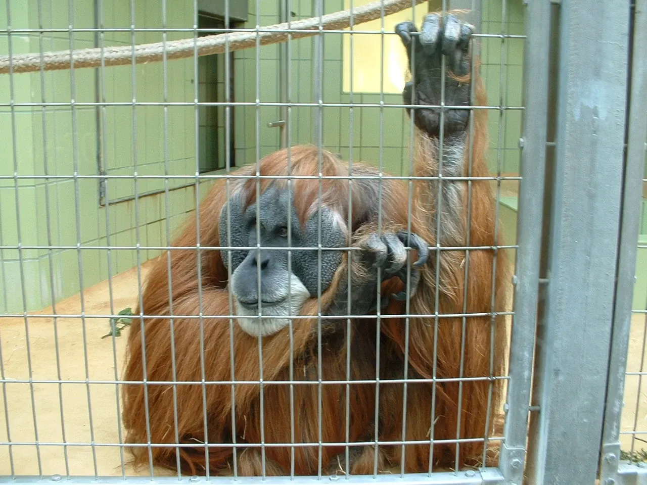 Frankfurt Zoological Garden