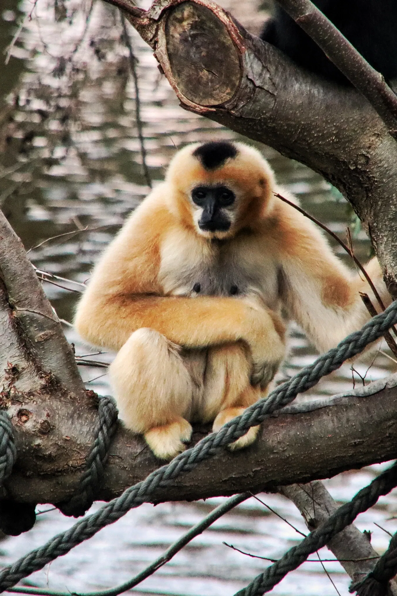 Frankfurt Zoological Garden