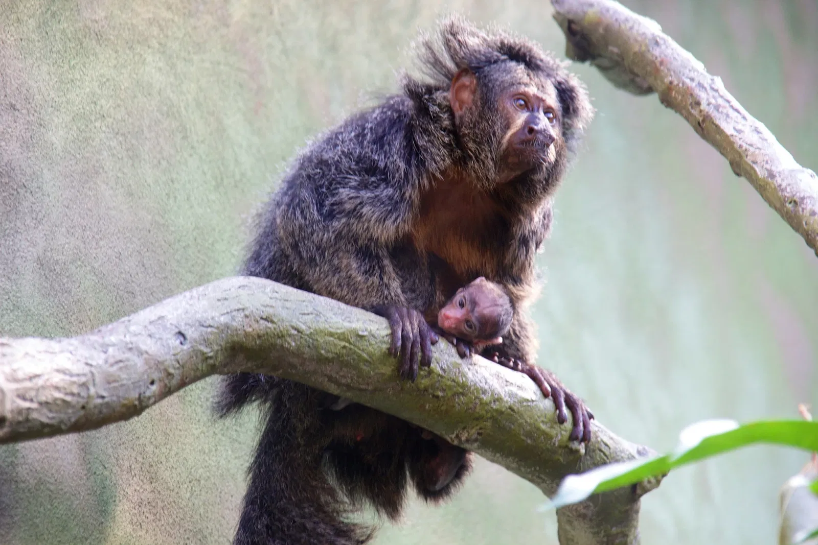 Frankfurt Zoological Garden