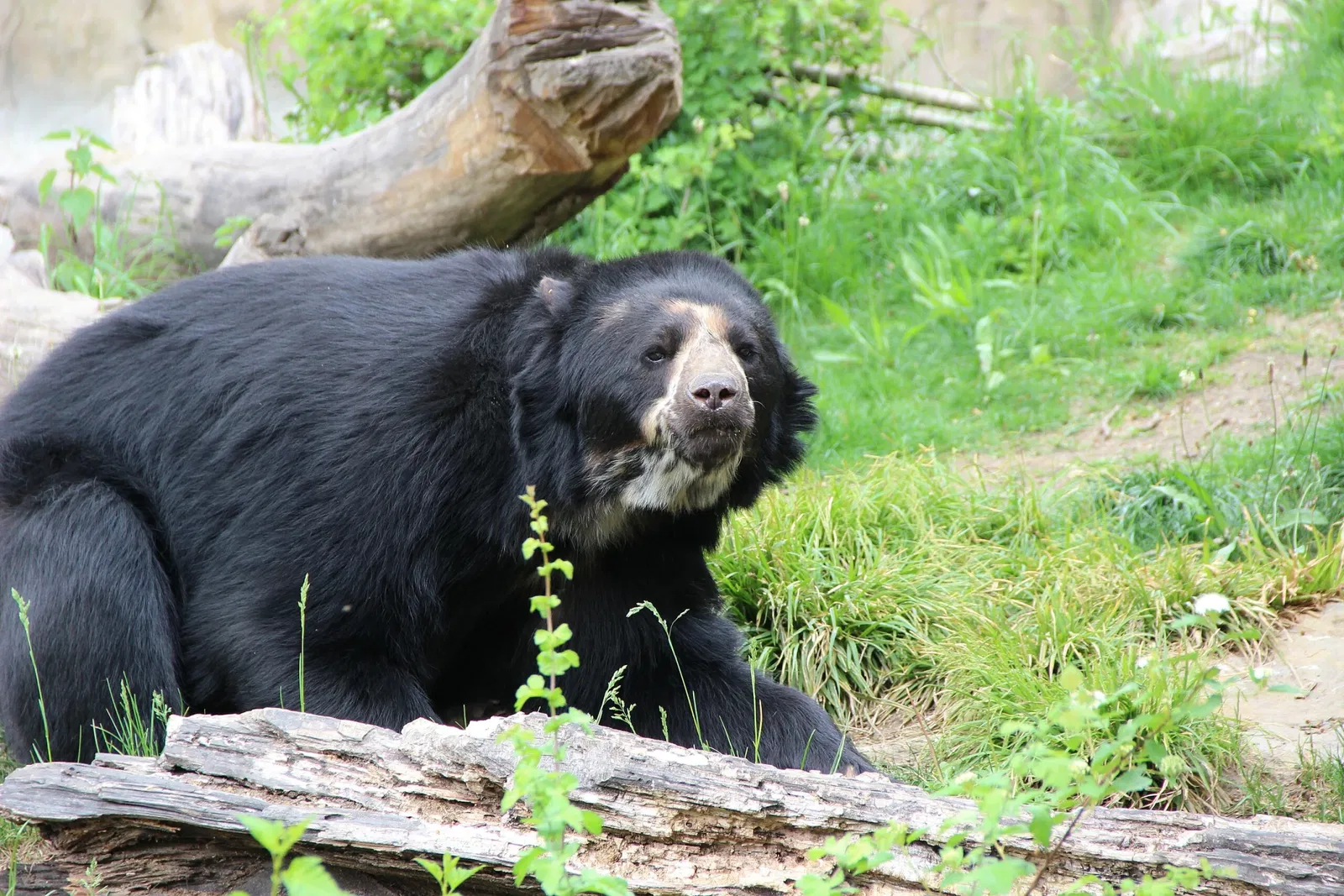 Zoo de Francfort-sur-le-Main