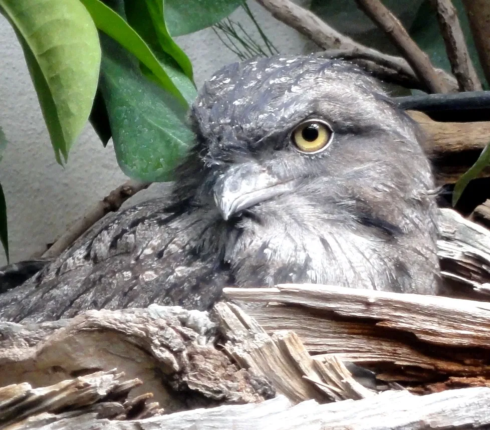 Zoo de Francfort-sur-le-Main