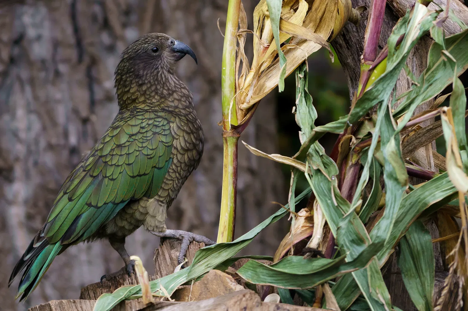 Zoo de Francfort-sur-le-Main