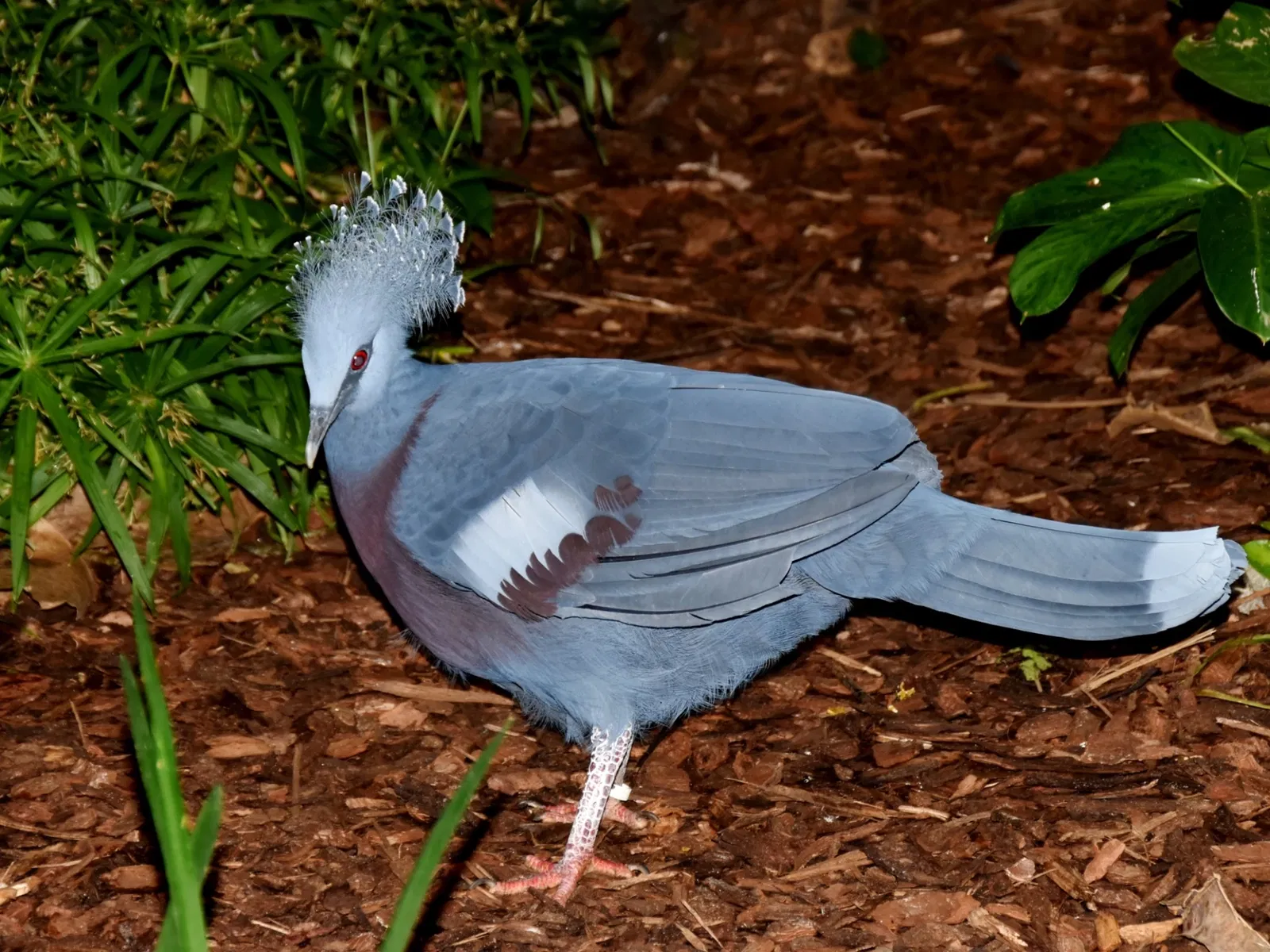 Frankfurt Zoological Garden