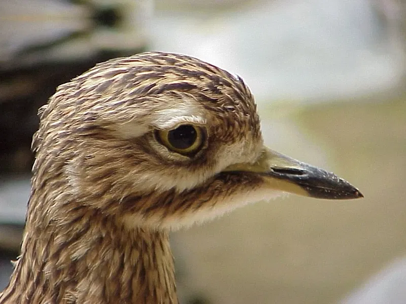 Zoo de Francfort-sur-le-Main