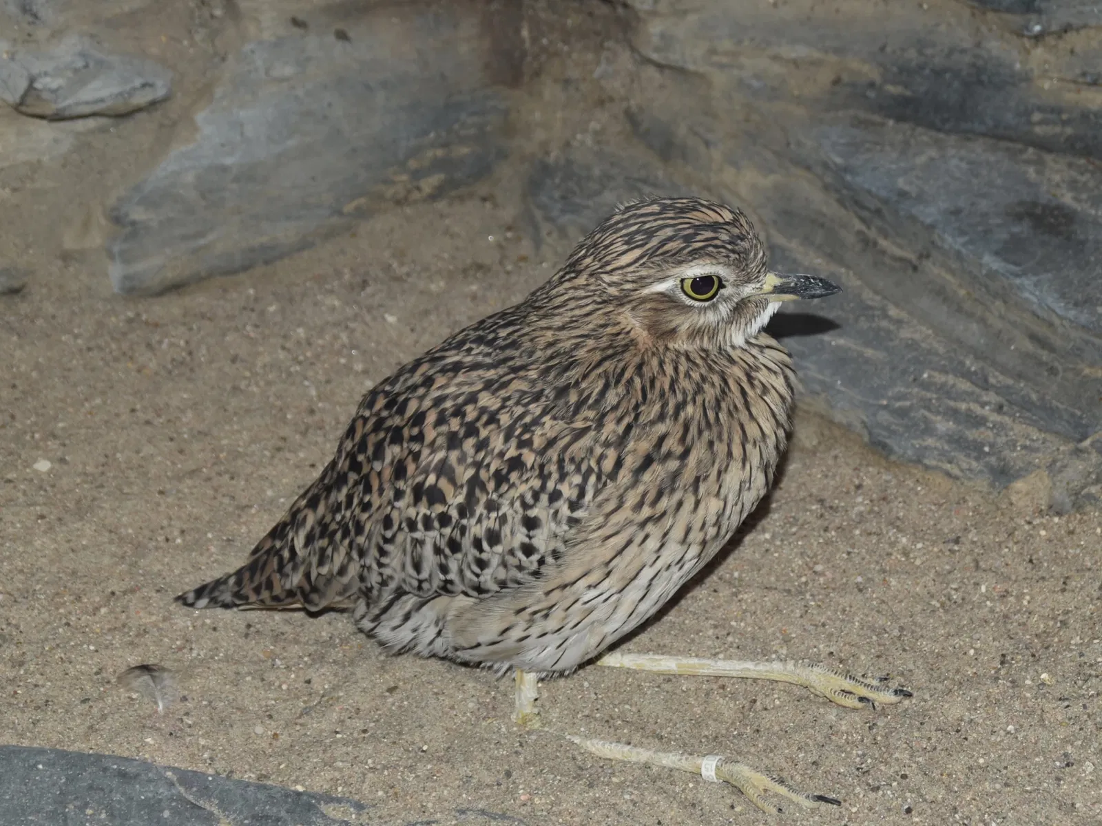 Zoo de Francfort-sur-le-Main