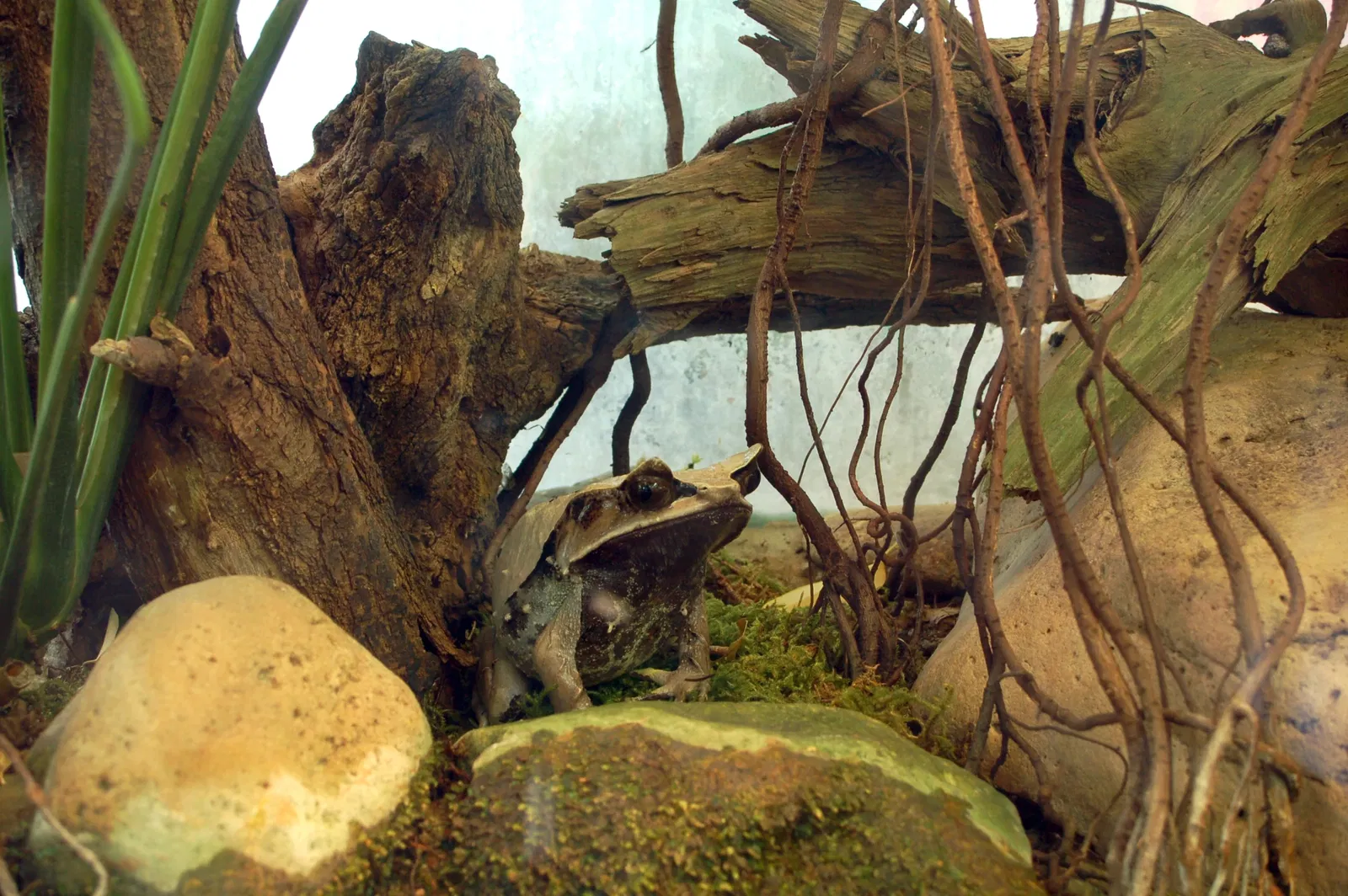 Zoo de Francfort-sur-le-Main