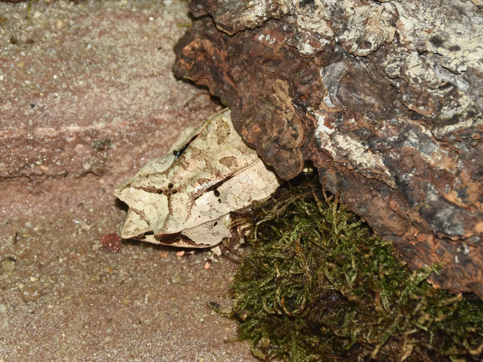Zoo de Francfort-sur-le-Main