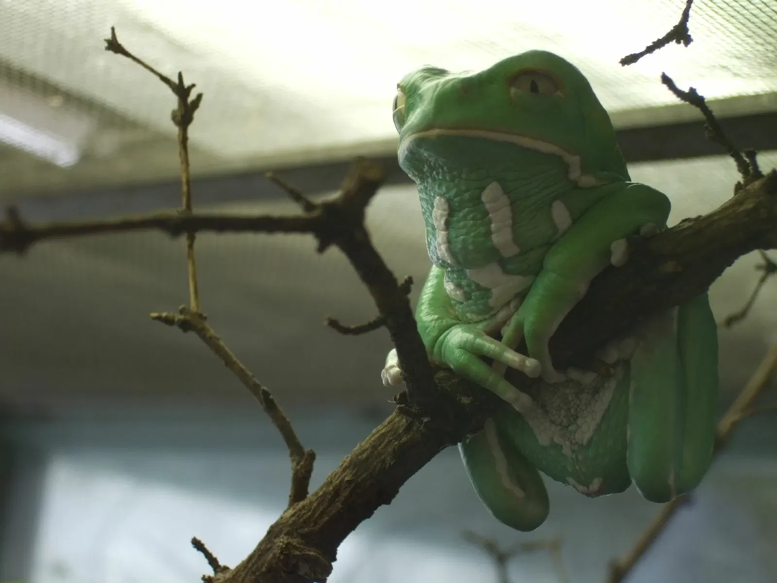 Frankfurt Zoological Garden