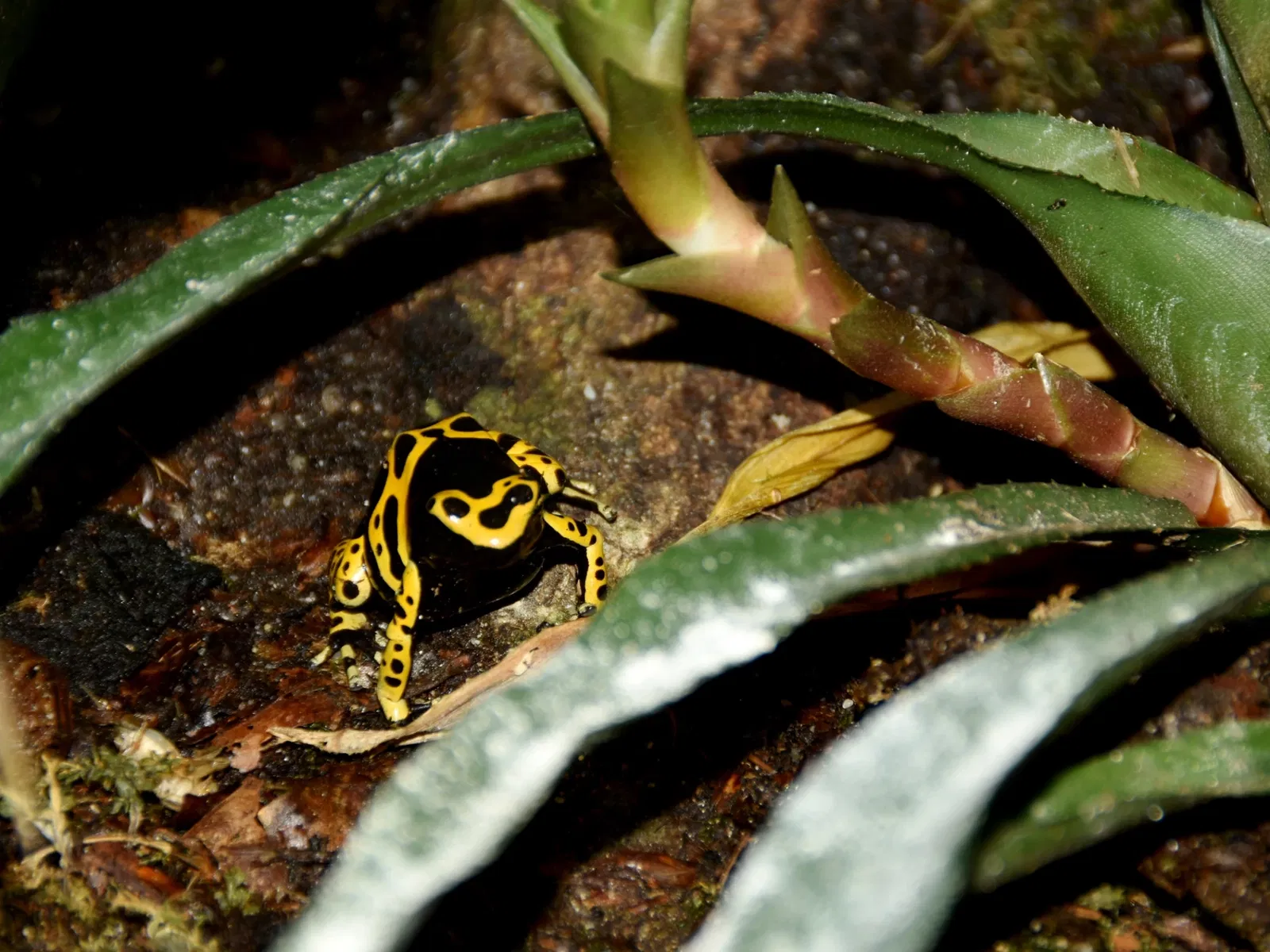 Zoo de Francfort-sur-le-Main