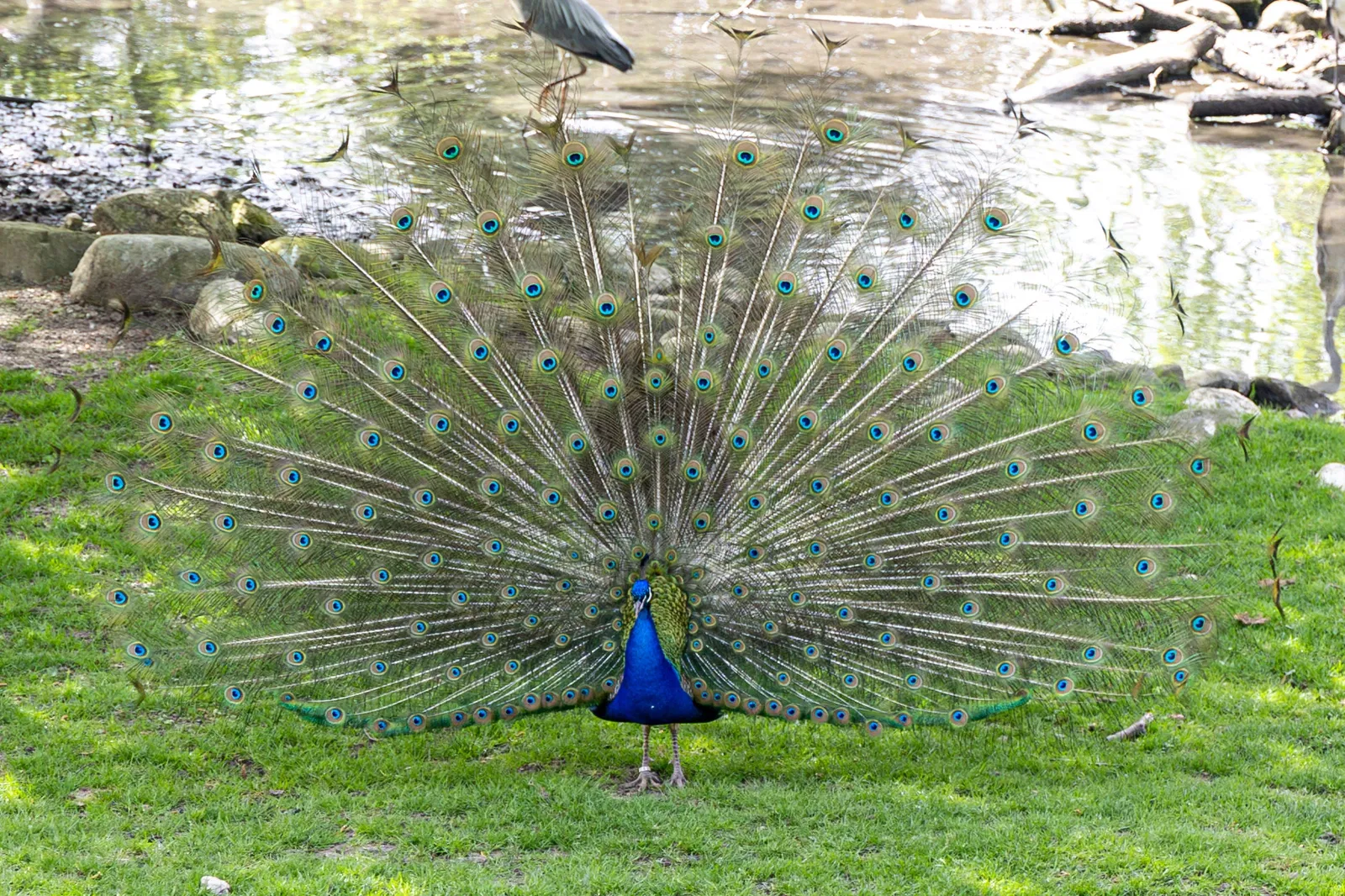 Zoológico de Salzburgo