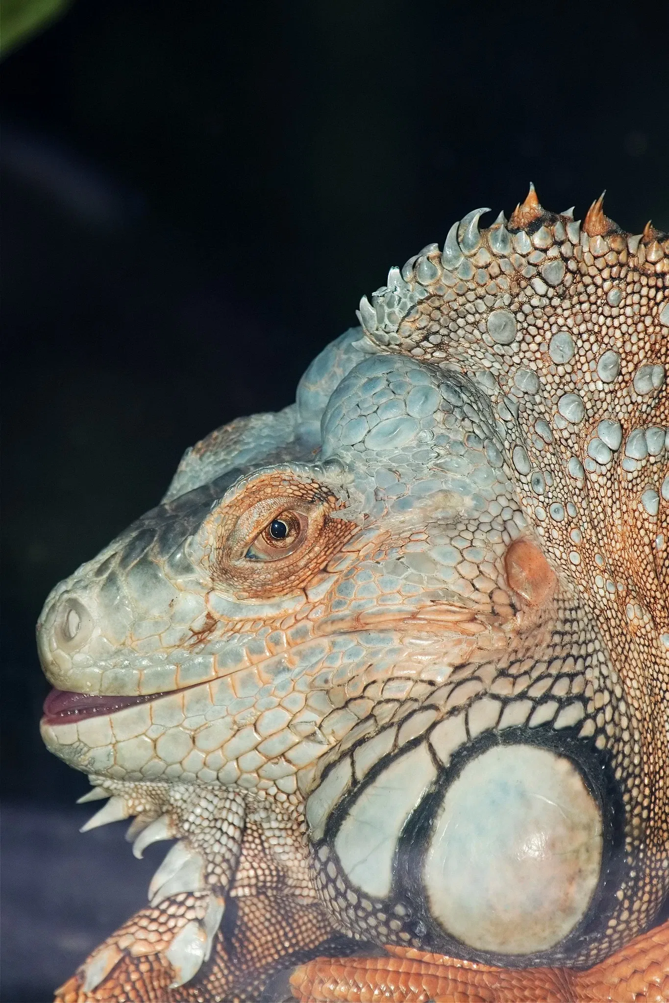 Zoológico de Salzburgo