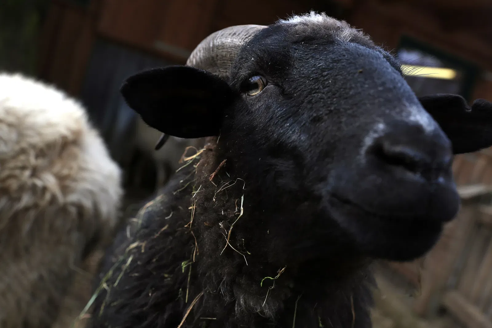 Zoológico de Salzburgo