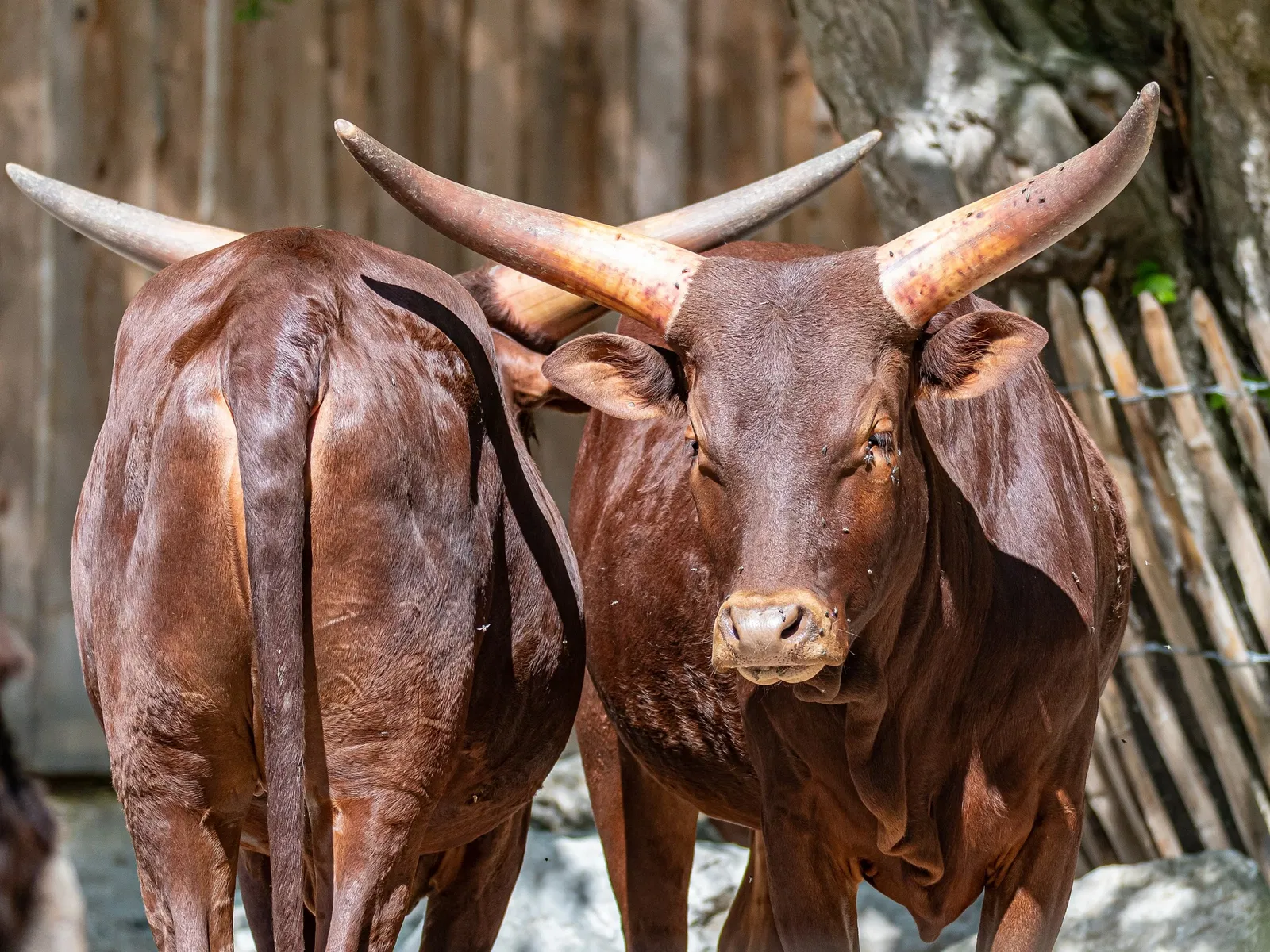Zoológico de Salzburgo