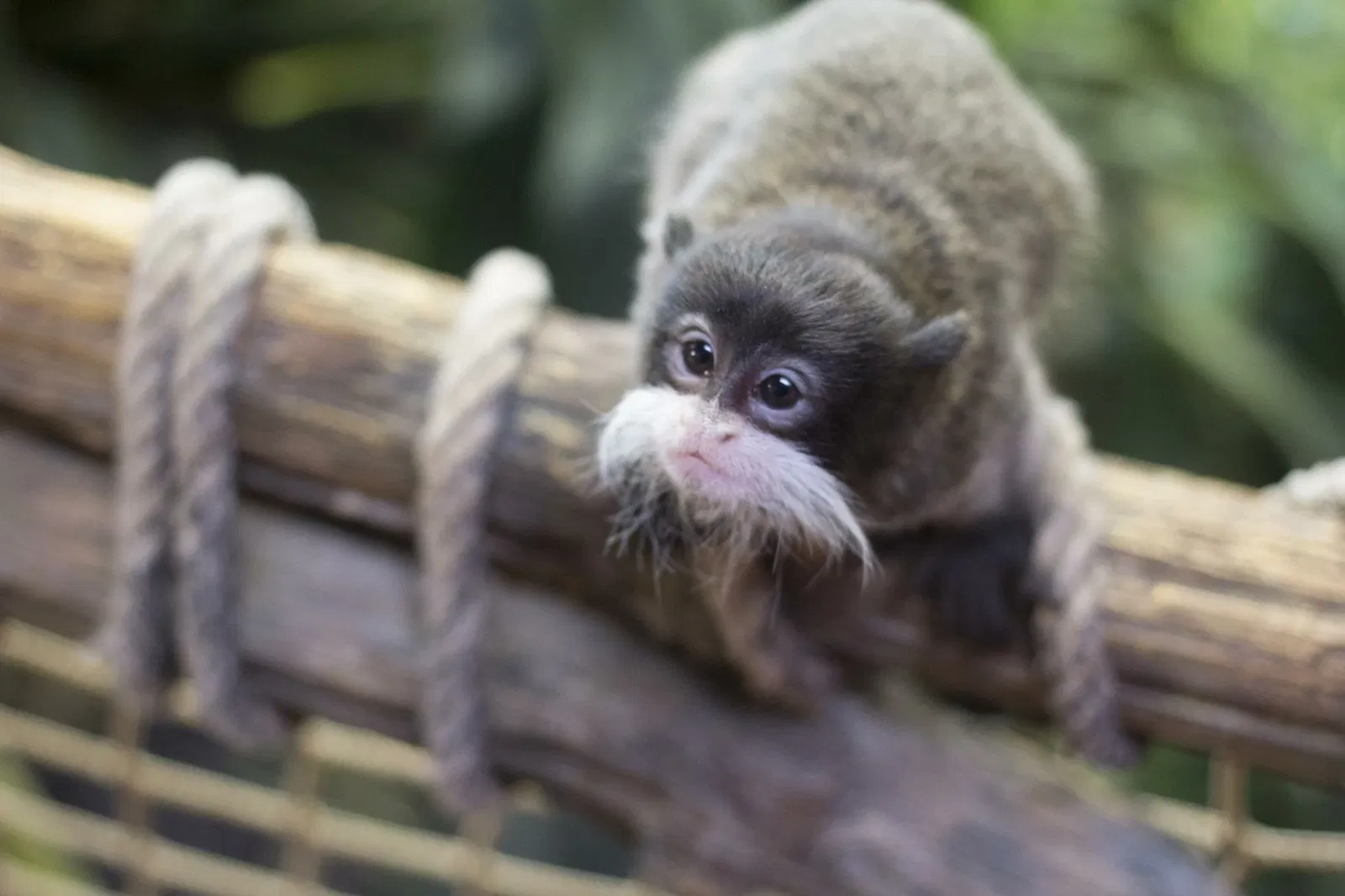 Zoológico de Salzburgo
