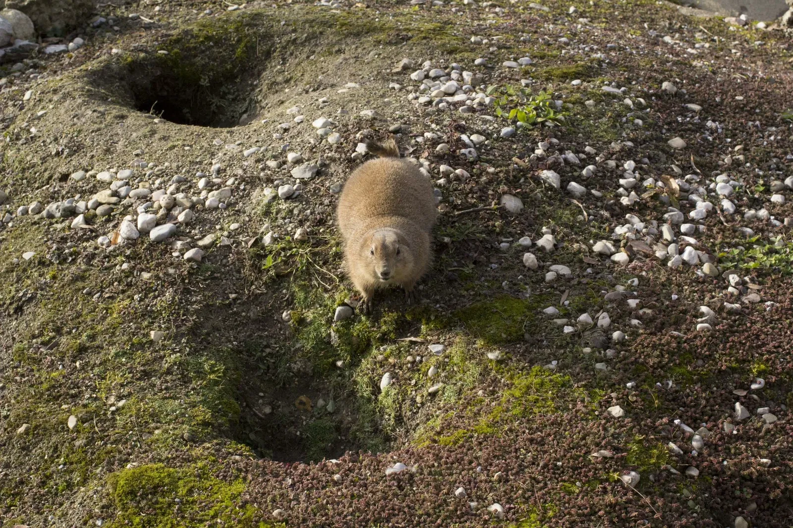 Zoológico de Salzburgo