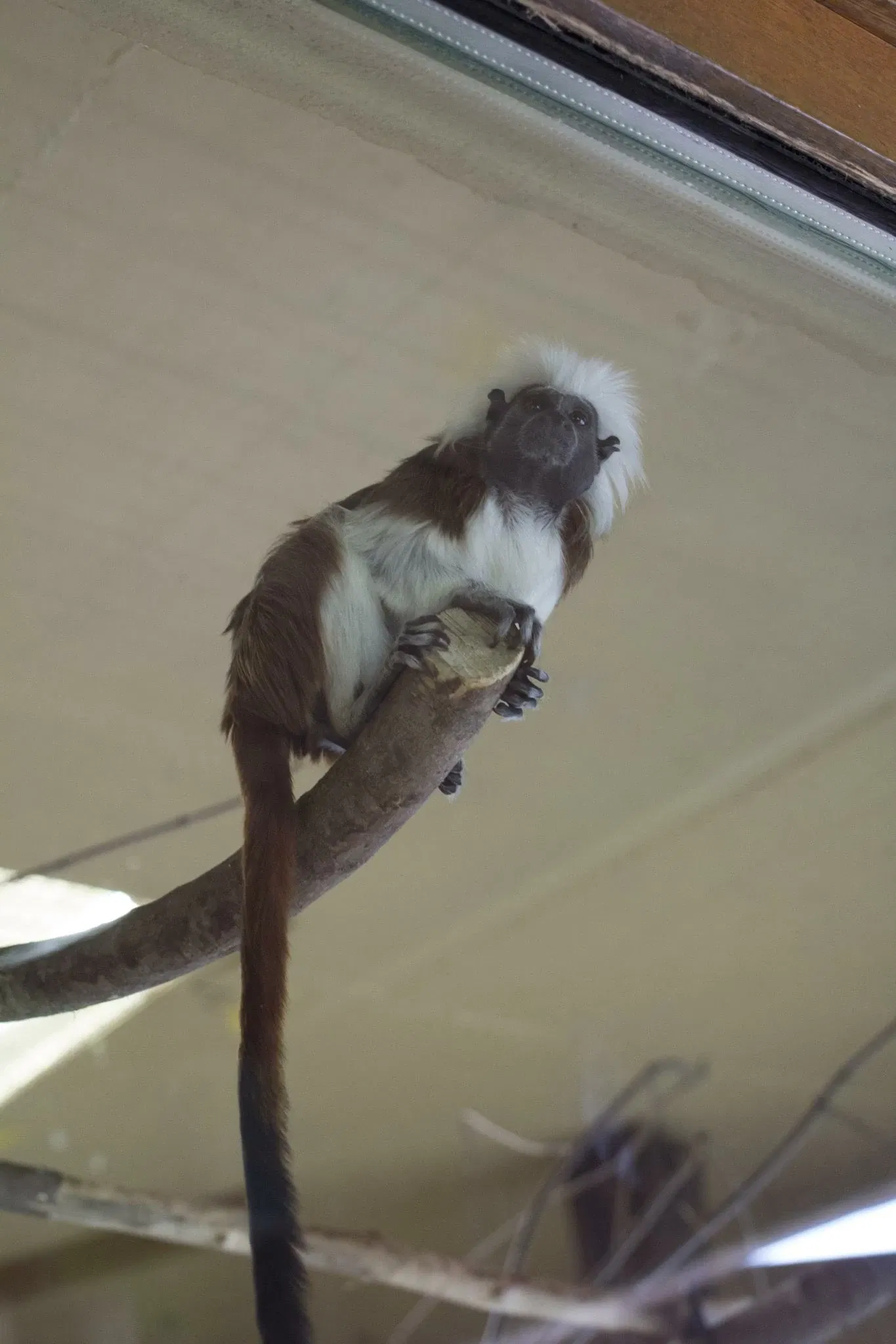 Zoológico de Salzburgo