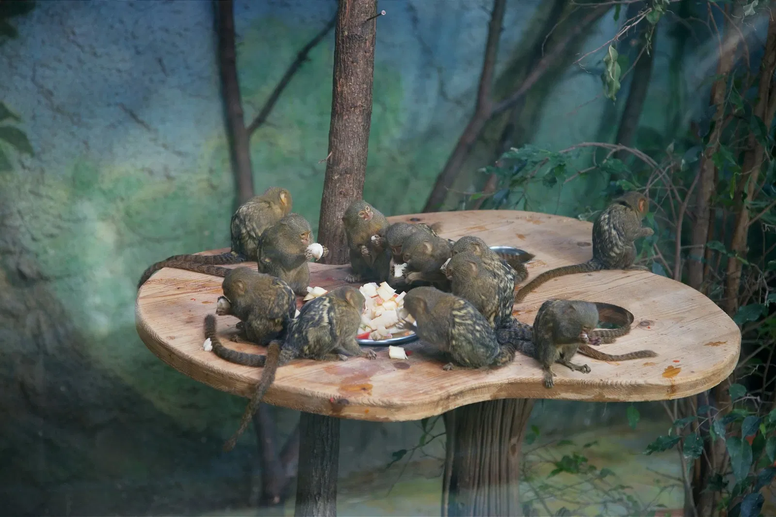 Zoológico de Salzburgo