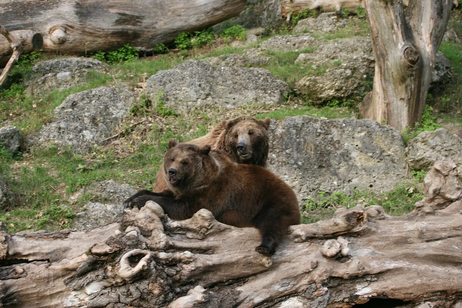Zoo Salzburg