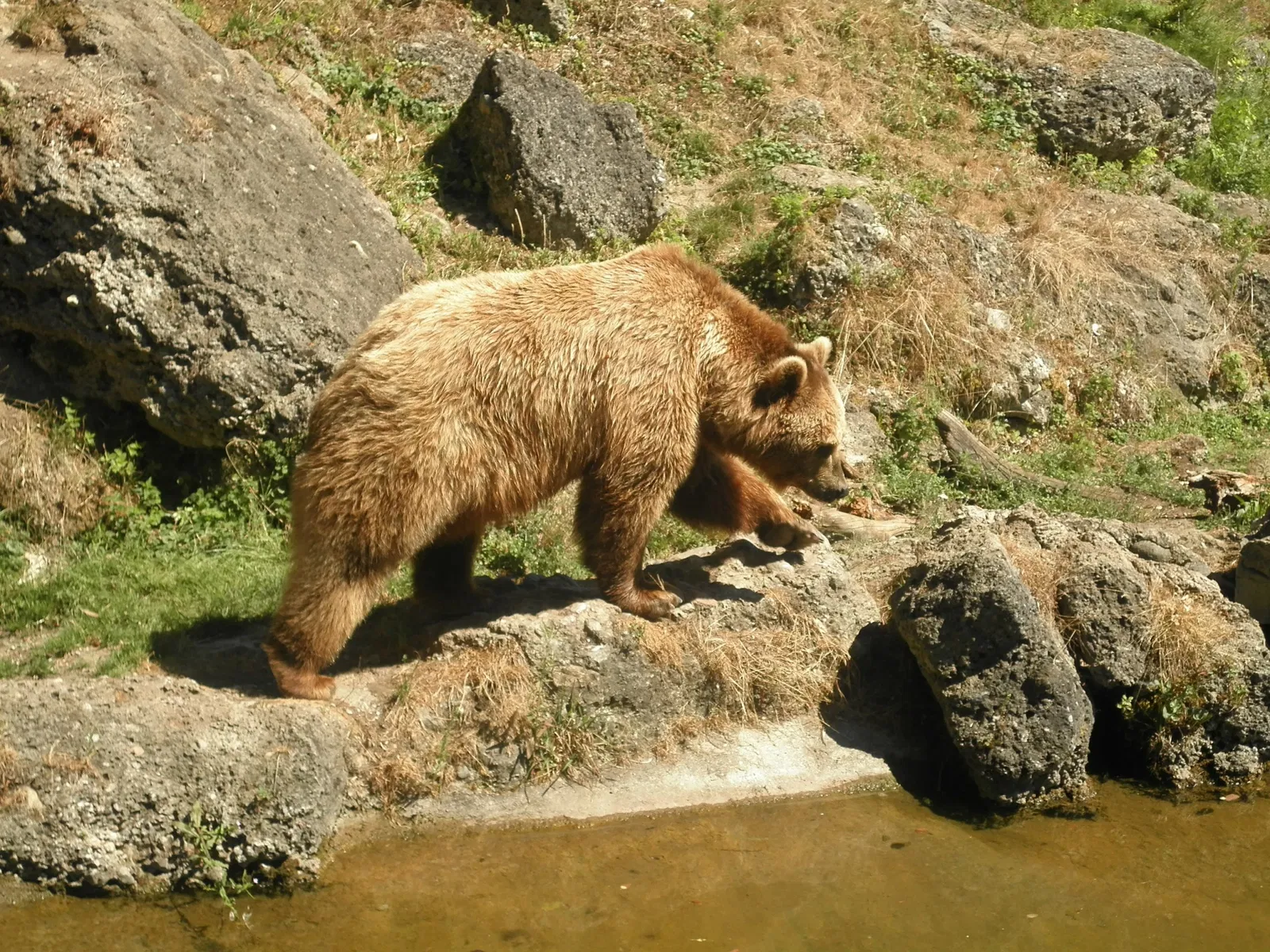 Zoológico de Salzburgo