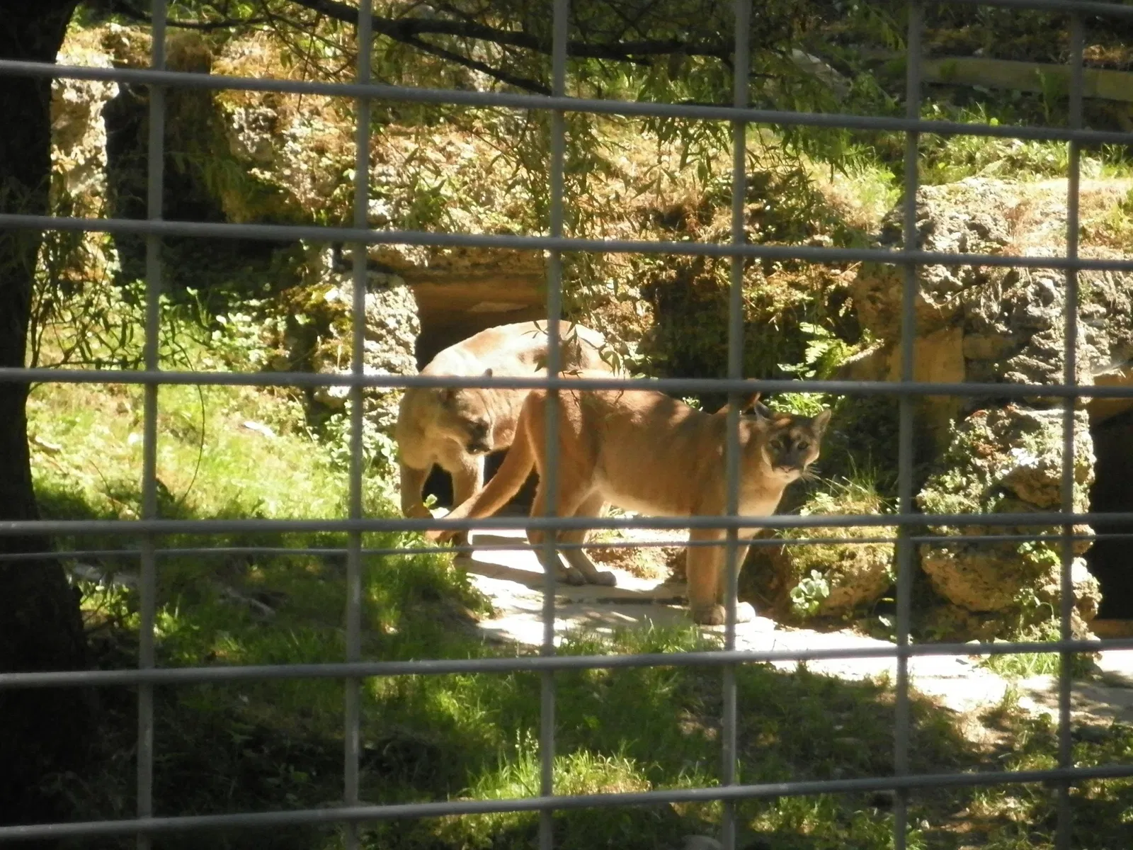 Zoológico de Salzburgo
