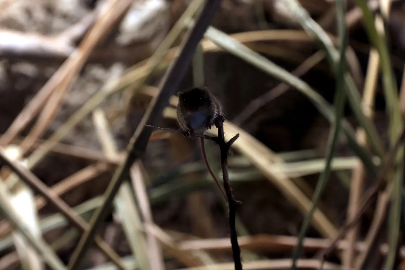 Zoológico de Salzburgo