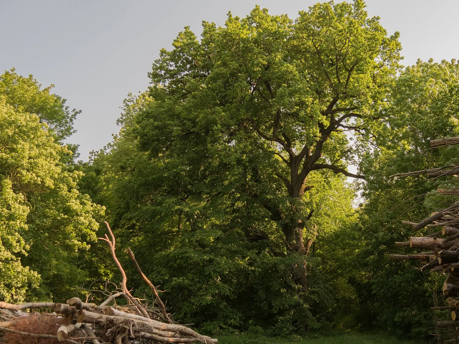 Stillfried-Zentrum der Urzeit