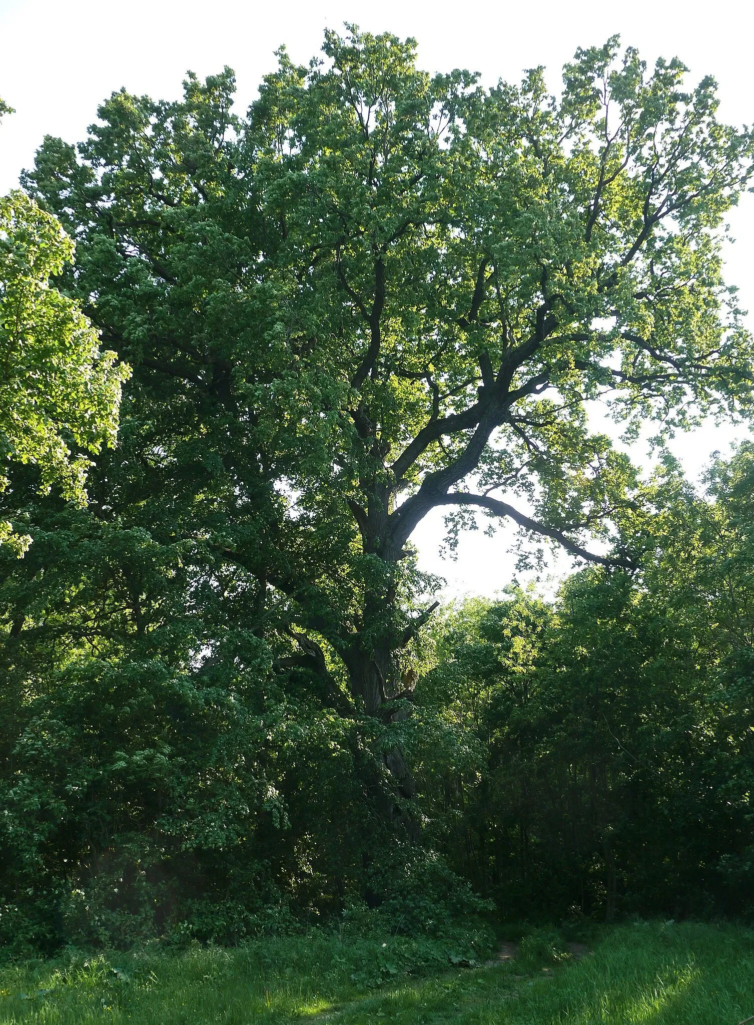 Stillfried-Zentrum der Urzeit