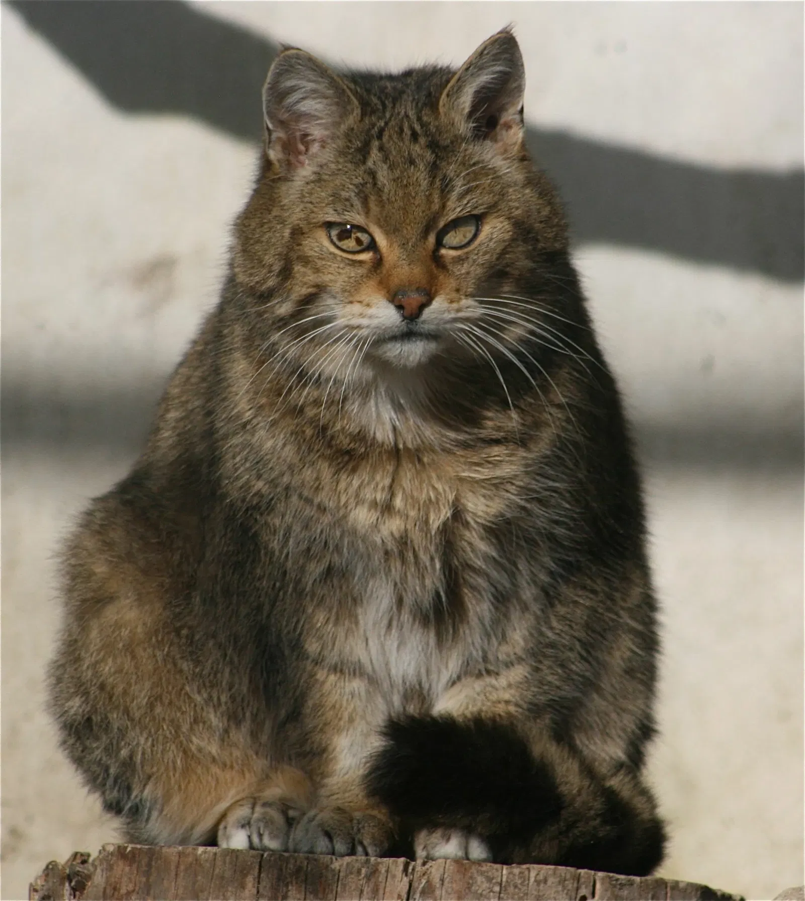 Parc Animalier La Garenne